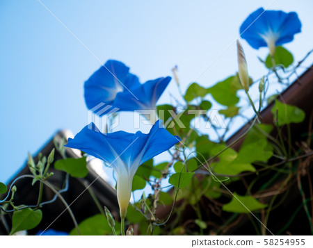 Morning glory at the eaves and clear sky a-1 Morning glory at the eaves and clear sky a-1 58254955