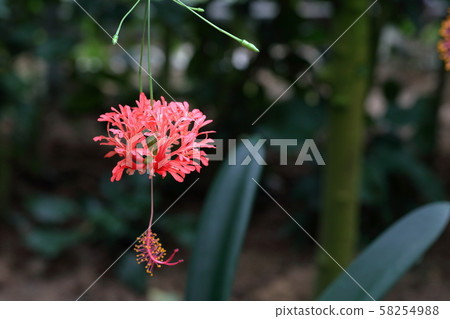 Hibiscus Hibiscus 58254988