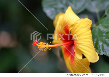Hibiscus Hibiscus 58254989