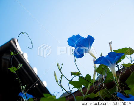 E-1 morning glory and sunny sky e-1 E-1 morning glory and sunny sky e-1 58255009