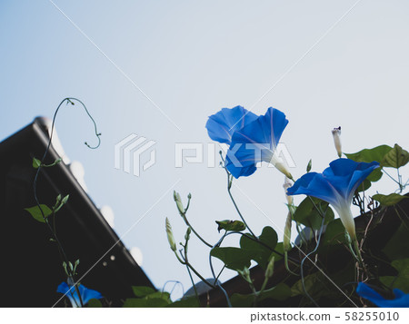 Morning glory at the eaves and clear sky e-2 Low saturation Morning glory at the eaves and clear sky e-2 Low saturation 58255010