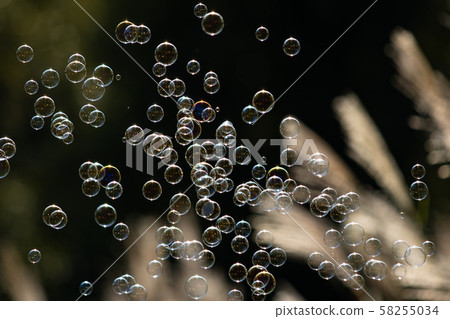 Soap bubble 58255034