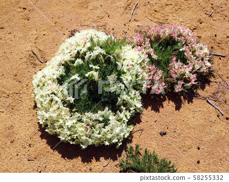 A mysterious flower like a wreath: lease flower -1 A mysterious flower like a wreath: lease flower -1 58255332
