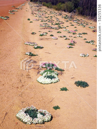 Wreath flowers lined up on the roadside Wreath flowers lined up on the roadside 58255336