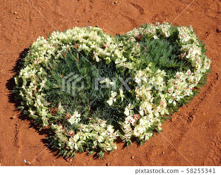 A mysterious flower like a wreath: Wreath Flower-8 A mysterious flower like a wreath: Wreath Flower-8 58255341