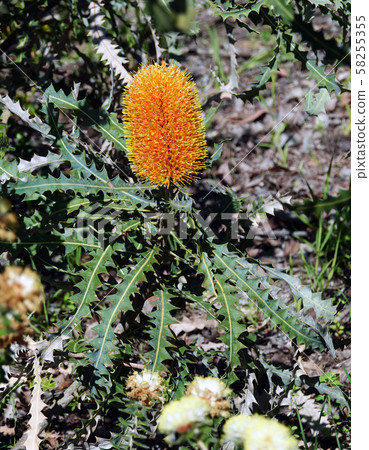 Banksia flower like a bottle brush Banksia flower like a bottle brush 58255355