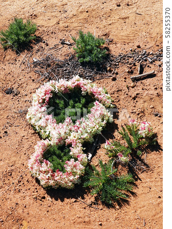 A mysterious flower like a wreath: lease flower -12 A mysterious flower like a wreath: lease flower -12 58255370