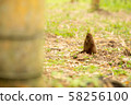 Wakayama Farm Bamboo Shoot 58256100