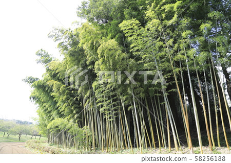 Mizukaido Museum of Culture (Sakano House) Bamboo Forest 58256188
