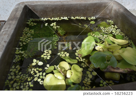 Medaka Medaka 58256223