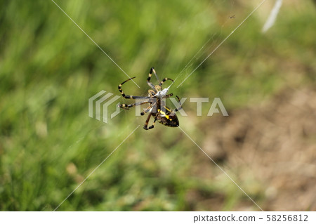 The long-tailed spider that caught the insect The long-tailed spider that caught the insect 58256812