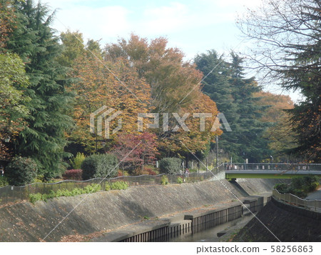 杉並Zenpukuji公園秋天的景色 杉並Zenpukuji公園秋天的景色 58256863