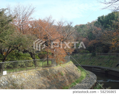 善福寺川公園秋天步道 善福寺川公園秋天步道 58256865