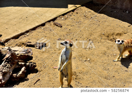 Yokohama ZOORASIA Zoo Meerkat Yokohama ZOORASIA Zoo Meerkat 58256874