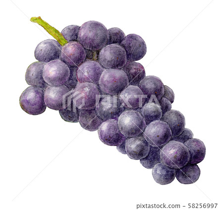Black grape (Campbell) hand drawn watercolor 58256997