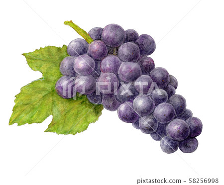 Black grape (Campbell) hand drawn watercolor 58256998