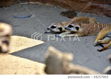 Yokohama ZOORASIA Zoo Meerkat Yokohama ZOORASIA Zoo Meerkat 58257003