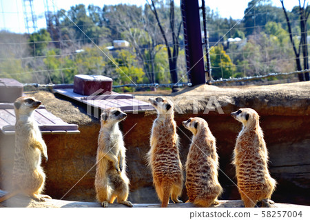 橫濱動物園動物園貓鼬 58257004