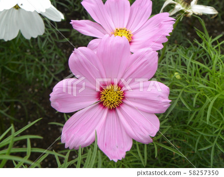 秋花波斯菊的粉紅色的花 秋花波斯菊的粉紅色的花 58257350