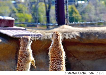 Yokohama ZOORASIA Zoo Meerkat 58257435