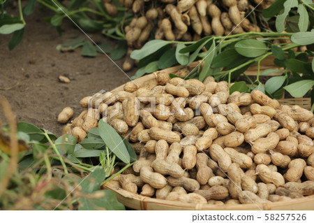 花生收穫 58257526