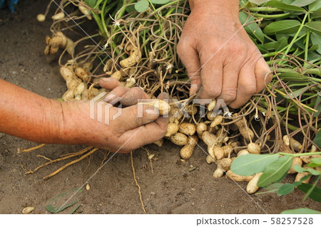 Peanut harvest 58257528