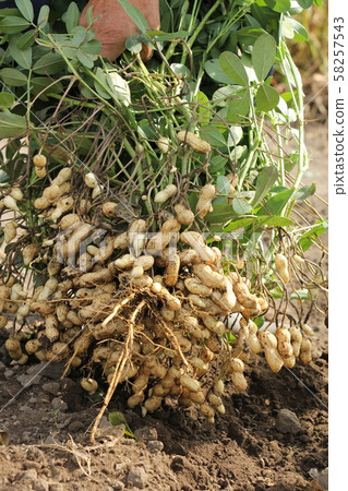 Peanut harvest 58257543