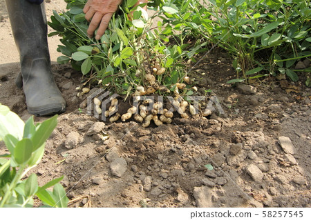 花生收穫 花生收穫 58257545