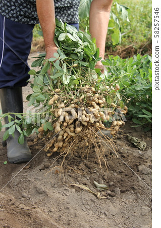 Peanut harvest 58257546
