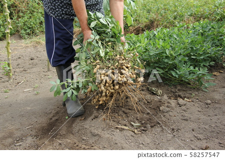 Peanut harvest 58257547