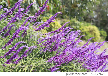 Amethyst sage purple 58257676