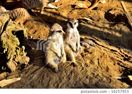 Yokohama ZOORASIA Zoo Meerkat Yokohama ZOORASIA Zoo Meerkat 58257953