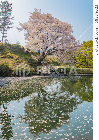Jirakansu Sakura (Takeo City, Saga Prefecture) Jirakansu Sakura (Takeo City, Saga Prefecture) 58258023
