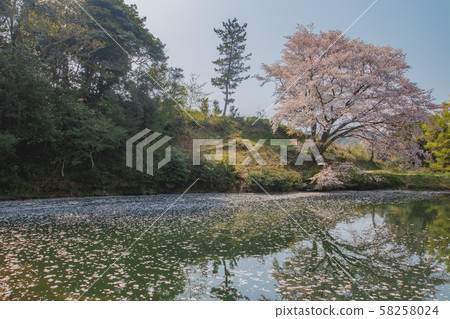 Jirakansu Sakura (Takeo City, Saga Prefecture) Jirakansu Sakura (Takeo City, Saga Prefecture) 58258024