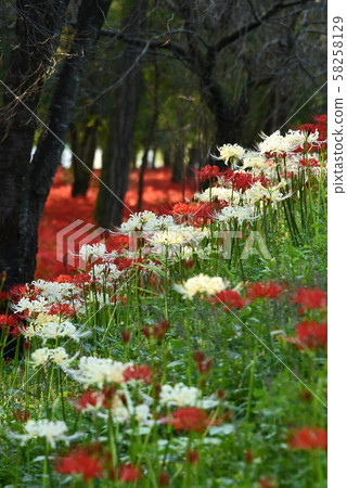 A cluster amaryllis of a drawstring A cluster amaryllis of a drawstring 58258129