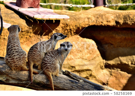 橫濱動物園動物園貓鼬 橫濱動物園動物園貓鼬 58258169