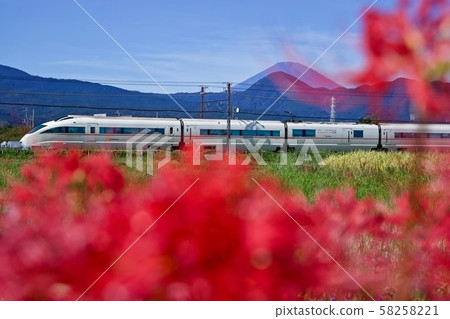Cluster amaryllis and romance Cluster amaryllis and romance 58258221