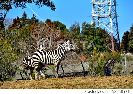 Yokohama ZOORASIA Zoo Grant Zebra Yokohama ZOORASIA Zoo Grant Zebra 58258526