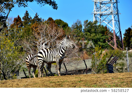 Yokohama ZOORASIA Zoo Grant Zebra Yokohama ZOORASIA Zoo Grant Zebra 58258527