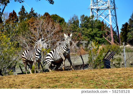 Yokohama ZOORASIA Zoo Grant Zebra 58258528