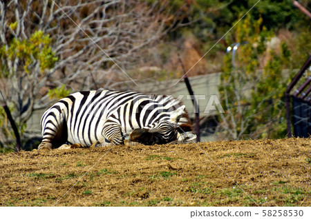 橫濱動物園動物園格蘭特斑馬 橫濱動物園動物園格蘭特斑馬 58258530