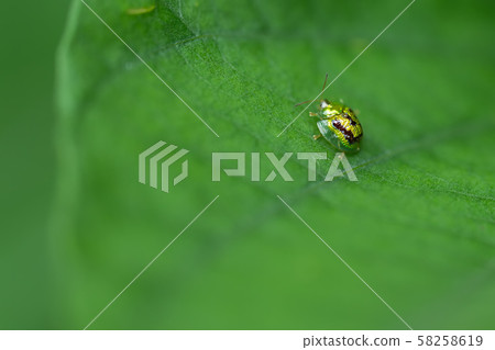 golden tortoise beetle on green leaf 58258619