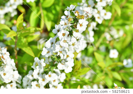 A close-up photo of a snowy willow branch with many white florets A close-up photo of a snowy willow branch with many white florets 58258621