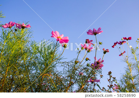 Cosmos Cosmos 58258690
