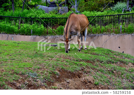 Yokohama ZOORASIA Zoo Eland 58259158