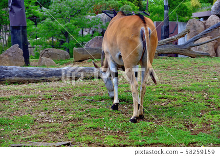 Yokohama ZOORASIA Zoo Eland Yokohama ZOORASIA Zoo Eland 58259159