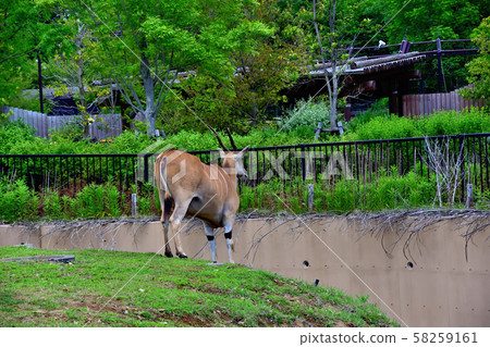 橫濱動物園動物園 58259161
