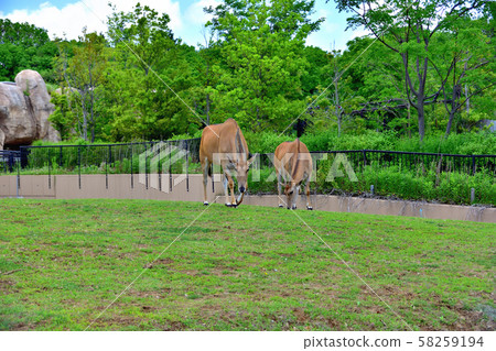 Yokohama ZOORASIA Zoo Eland Yokohama ZOORASIA Zoo Eland 58259194