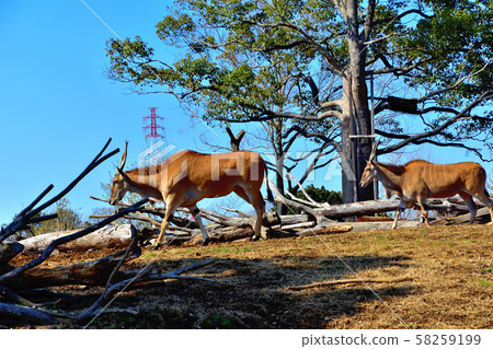 橫濱動物園動物園 58259199