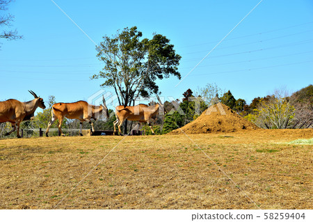 Yokohama ZOORASIA Zoo Eland 58259404